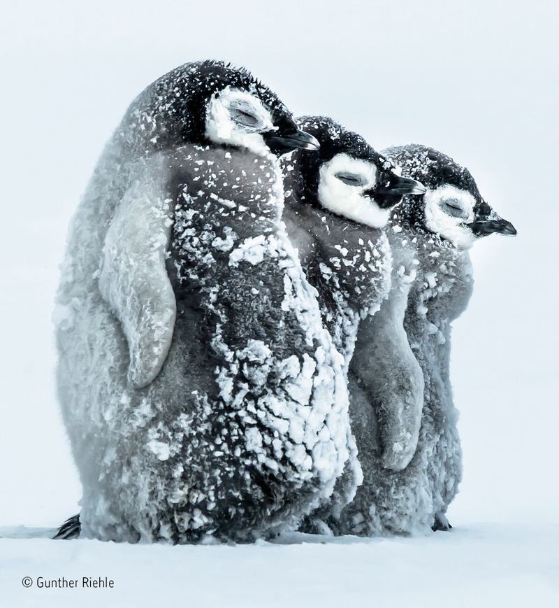 Illustration for article titled Wildlife Photo Contest Shows Nature Can Be Cruel—But Also Kind